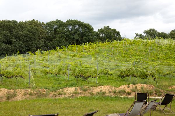 Half-Day Niagara Wine Tours