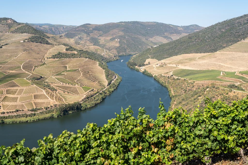 River bend and terraced slopes in the Douro Valley with vine leaves in the foreground