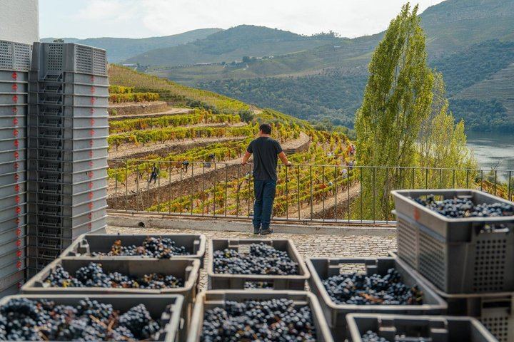 Douro Valley and Amarante Day Tour from Porto: Farm Tasting, Tapas Cruise, Fumeiro (1/12)