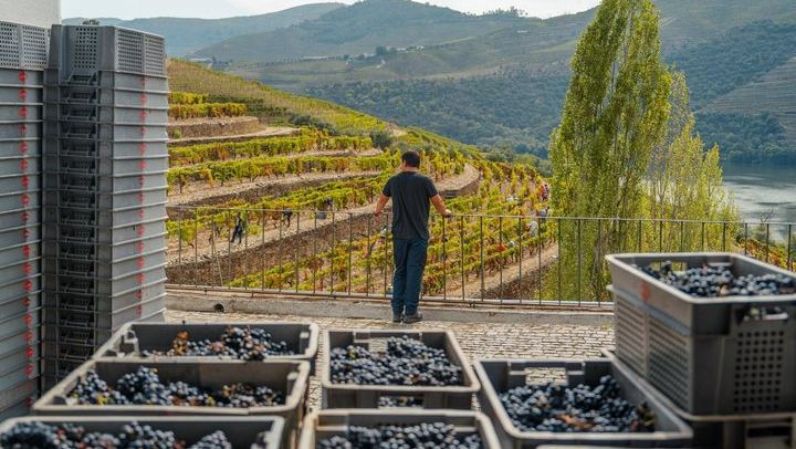 Douro Valley and Amarante Day Tour from Porto: Farm Tasting, Tapas Cruise, Fumeiro (1/12)