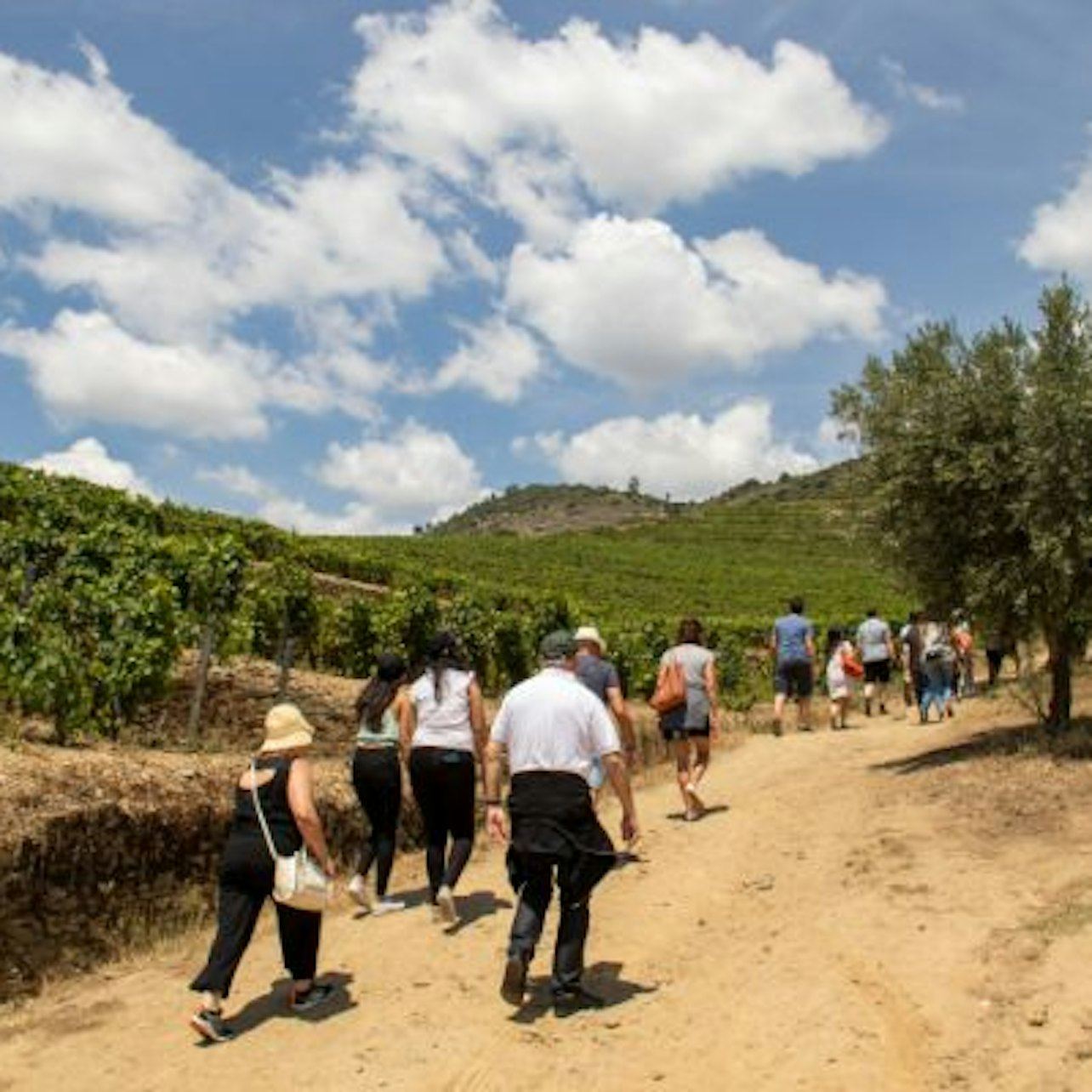 Douro Valley Day Trip from Porto with Family Estate Lunch, Tastings and Pinhão Cruise (3/8)