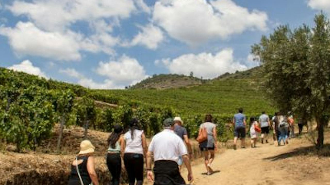 Douro Valley Day Trip from Porto with Family Estate Lunch, Tastings and Pinhão Cruise (3/8)