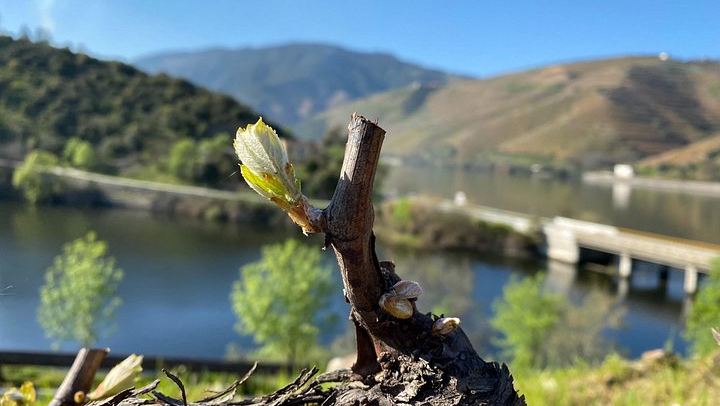 Douro Valley Day Trip from Porto by Tesla with Ventozelo Lunch and Port Tasting (1/8)