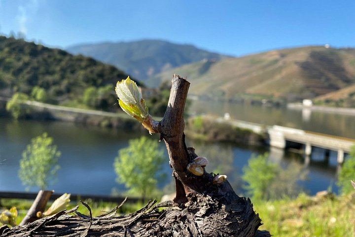 Douro Valley Day Trip from Porto by Tesla with Ventozelo Lunch and Port Tasting (1/8)