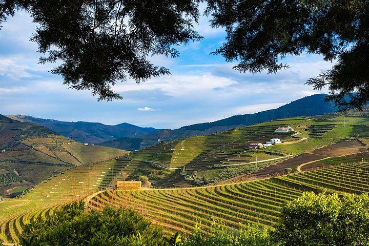 Luxury Douro Wine Day from Porto: Private Jeep, Rabelo Boat, Olive Mill, Estate Lunch (9/12)