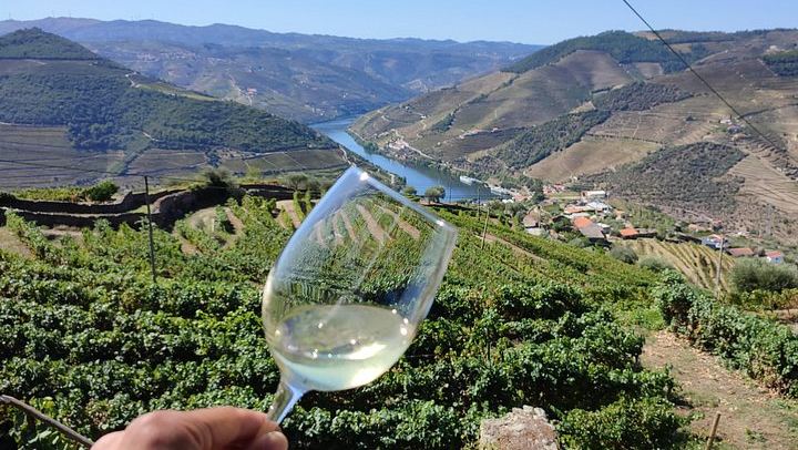 Premium Private Douro Tour with Driver-Guide: Family Olive Oil Estate, Port Quinta, Rabelo (4/12)