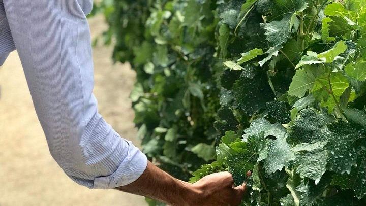 Premium Private Douro Tour with Driver-Guide: Family Olive Oil Estate, Port Quinta, Rabelo (1/12)