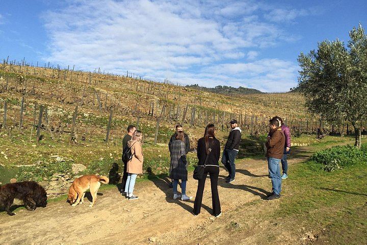 Douro Valley Premium Small Group from Porto: Port Tasting, Boat Ride, Farm Lunch (11/12)