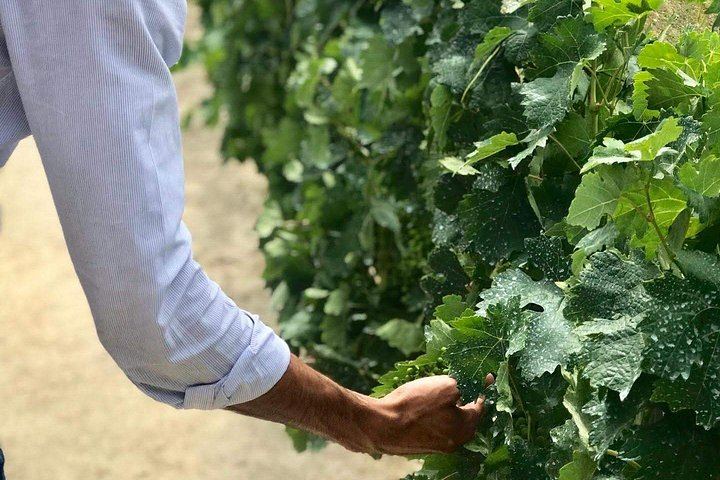 Premium Private Douro Tour with Driver-Guide: Family Olive Oil Estate, Port Quinta, Rabelo (1/12)