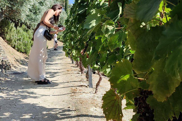 Premium Private Douro Tour with Driver-Guide: Family Olive Oil Estate, Port Quinta, Rabelo (12/12)