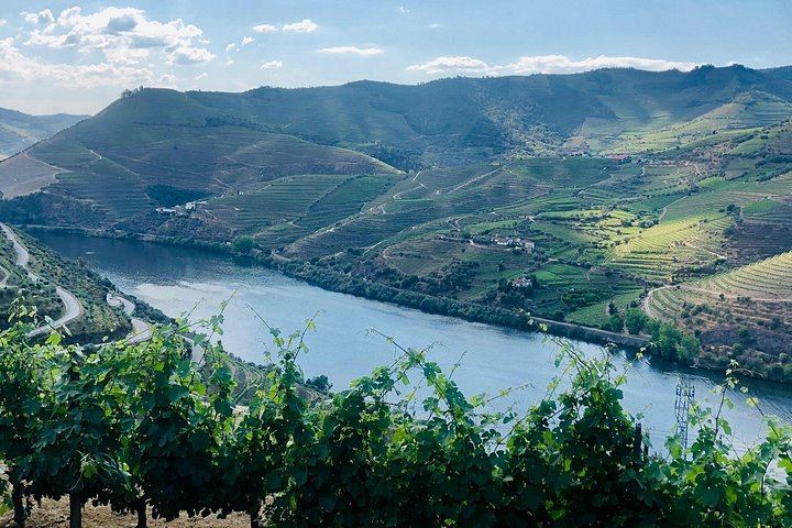 Premium Private Douro Tour with Driver-Guide: Family Olive Oil Estate, Port Quinta, Rabelo (11/12)