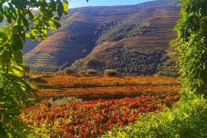 Douro Valley Max-8 Day Trip from Porto: Nine Wines, Private River Cruise, 3-Course Lunch (12/12)