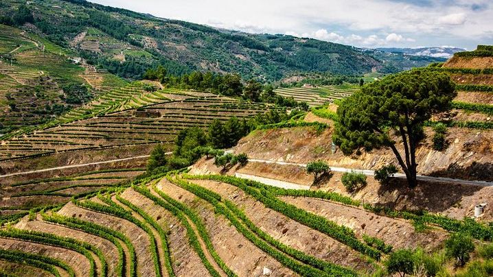 Private Douro Day Trip from Porto: Local Host, Quinta do Infantado, Boat Ride, Pinhão (2/7)