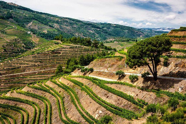 Private Douro Day Trip from Porto: Local Host, Quinta do Infantado, Boat Ride, Pinhão (2/7)