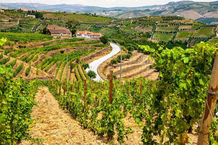Private Douro Day Trip from Porto: Local Host, Quinta do Infantado, Boat Ride, Pinhão (5/7)