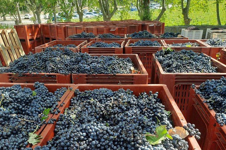 Private Premium Douro Tour, Mercedes E Class, 1 to 4 People (3/12)