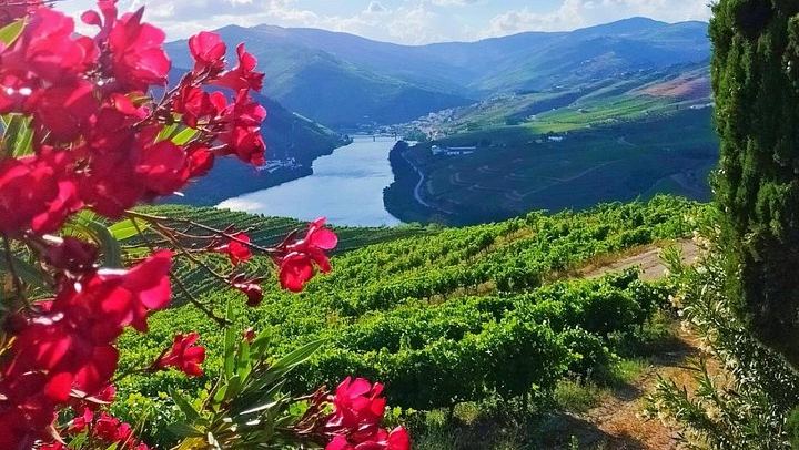 Douro Valley Full-Day Trip from Porto's Lapa Church: Wine Tastings, Lunch and River Cruise (1/12)