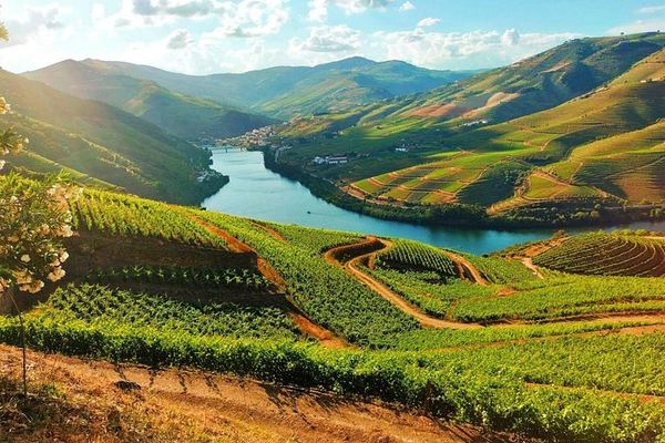 Douro Valley Full-Day Trip from Porto's Lapa Church: Wine Tastings, Lunch and River Cruise
