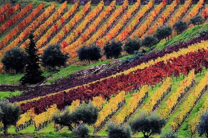 Douro Valley Full-Day Trip from Porto's Lapa Church: Wine Tastings, Lunch and River Cruise (6/12)