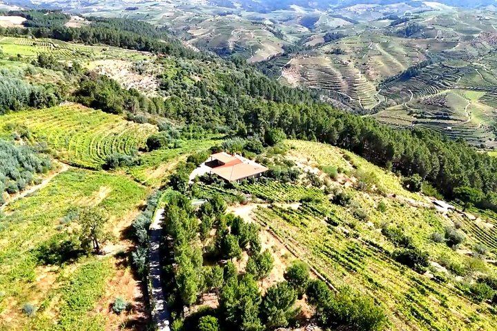 Douro Valley Boutique Wineries Day Trip from Porto: Family Producers, 8 Per Vehicle (9/12)