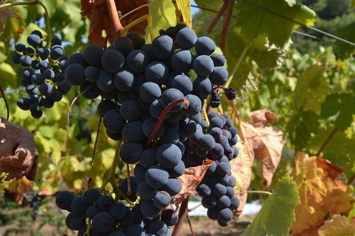 Douro Three-Winery Small-Group Tour from Porto: Régua, Lunch and Sabrosa Tasting (9/12)