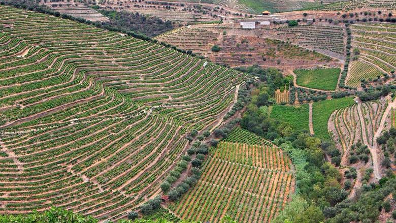 Douro Valley Wine Tour from Porto, 6.5 or 10 Hours: Boat Cruise or Pinhao Lunch (3/12)