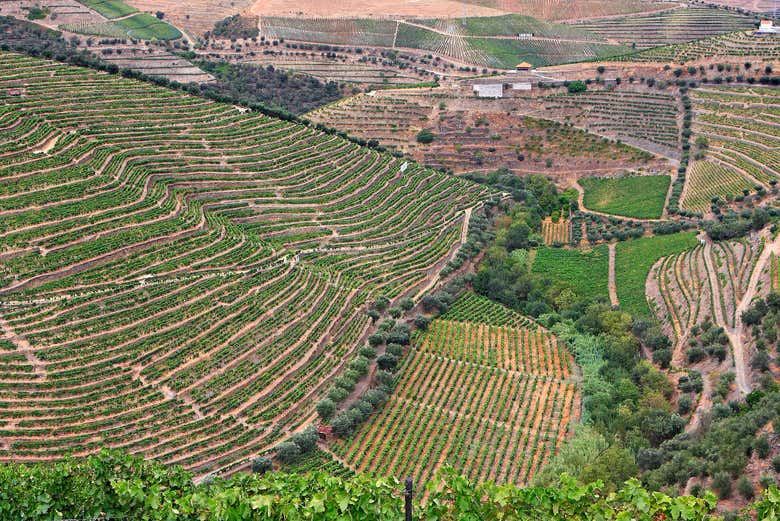 Douro Valley Wine Tour from Porto, 6.5 or 10 Hours: Boat Cruise or Pinhao Lunch (3/12)