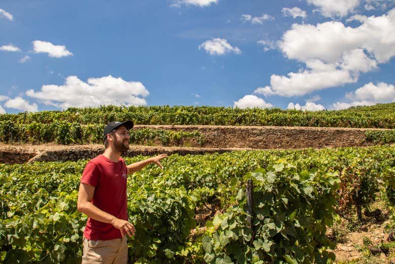 Douro Valley Wine Tour from Porto, 6.5 or 10 Hours: Boat Cruise or Pinhao Lunch (12/12)