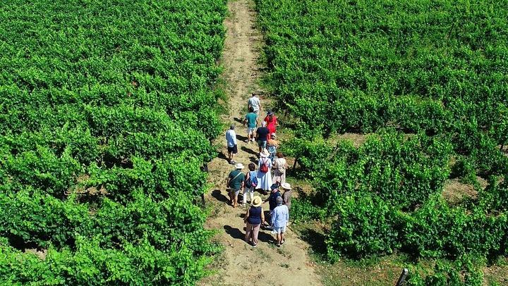 Douro Valley Small Group from Porto: Three Tastings, Sabrosa Lunch, Amarante (1/12)
