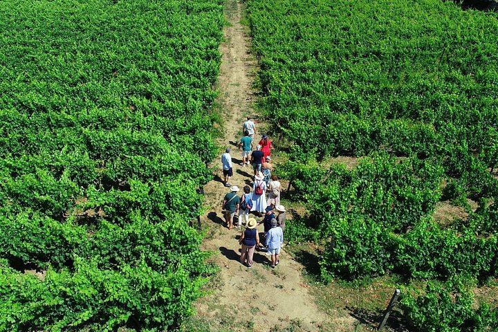 Douro Valley Small Group from Porto: Three Tastings, Sabrosa Lunch, Amarante (1/12)