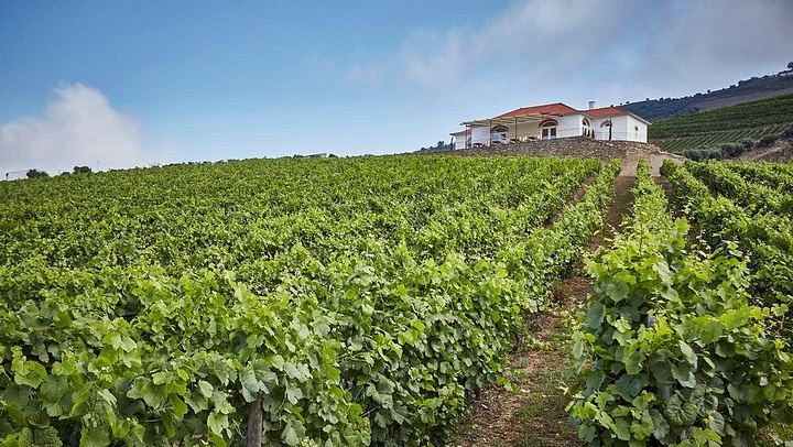 Private Douro Valley Day from Porto: Three Wineries, Family Estates and Big Names (4/12)