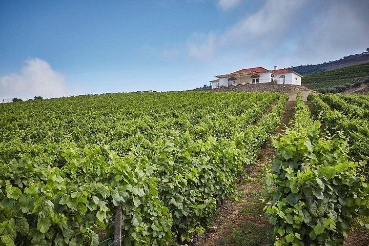 Private Douro Valley Day from Porto: Three Wineries, Family Estates and Big Names (4/12)