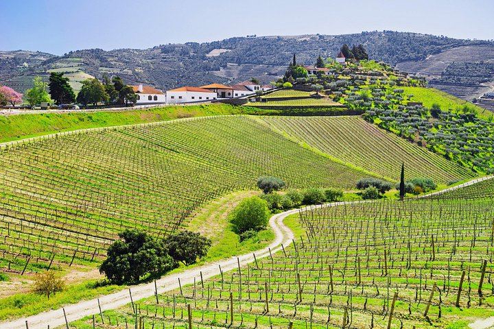 Douro Valley Full-Day Trip from Porto's Lapa Church: Wine Tastings, Lunch and River Cruise (5/12)