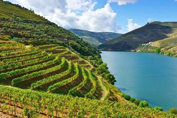 Private Full-Day Douro Tour from Porto: Roeda, Casal de Loivos, Pinhão Lunch, D'Origem