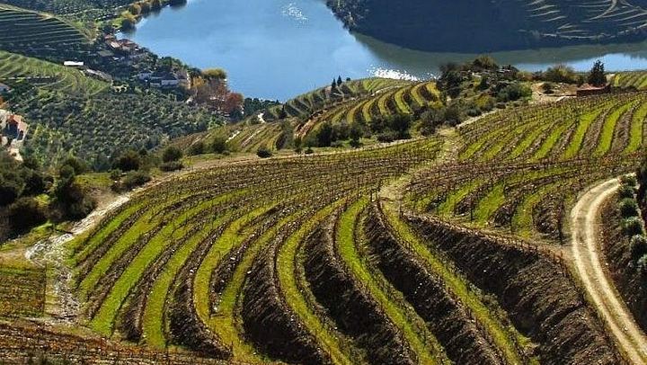 Private Full-Day Douro Valley Wine Tour from Lisbon with Driver, N222 Road and Winery Stop (2/12)