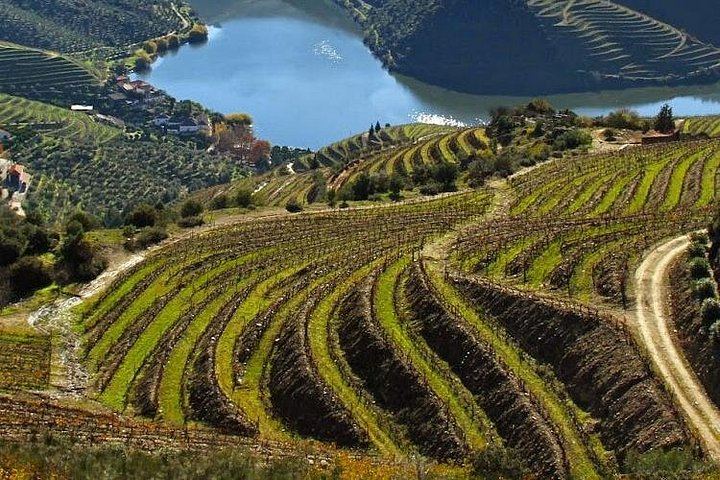 Private Full-Day Douro Valley Wine Tour from Lisbon with Driver, N222 Road and Winery Stop (2/12)
