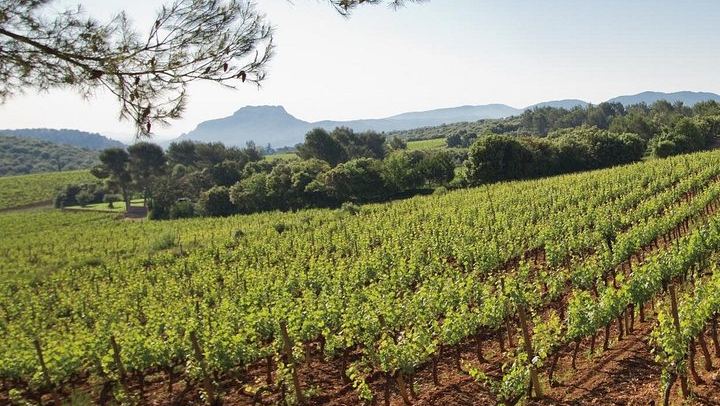 Private Provence Wine Day from Nice: Saint-Martin, Font du Broc and a Third Organic Estate (4/12)