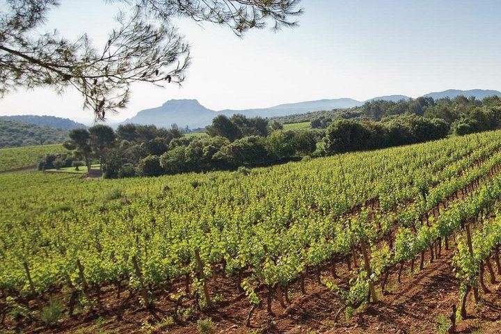 Private Provence Wine Day from Nice: Saint-Martin, Font du Broc and a Third Organic Estate (4/12)
