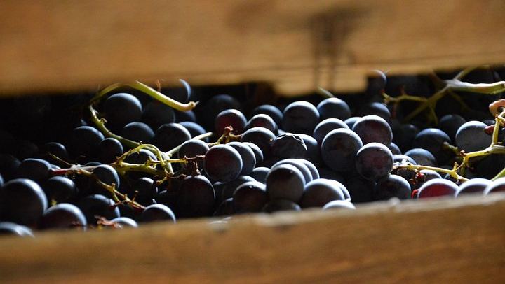 Pagus Half-Day Amarone Wine Tour from Verona with San Giorgio di Valpolicella Stop (4/7)