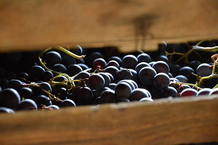 Pagus Half-Day Amarone Wine Tour from Verona with San Giorgio di Valpolicella Stop (4/7)