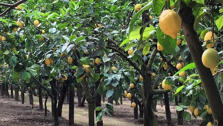 Sorrento E-Bike Food and Wine Tour to a Massa Lubrense Farm with Mozzarella and Limoncello (4/11)