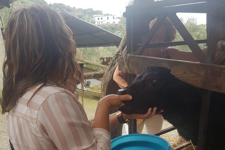 Sorrento E-Bike Food and Wine Tour to a Massa Lubrense Farm with Mozzarella and Limoncello (7/11)