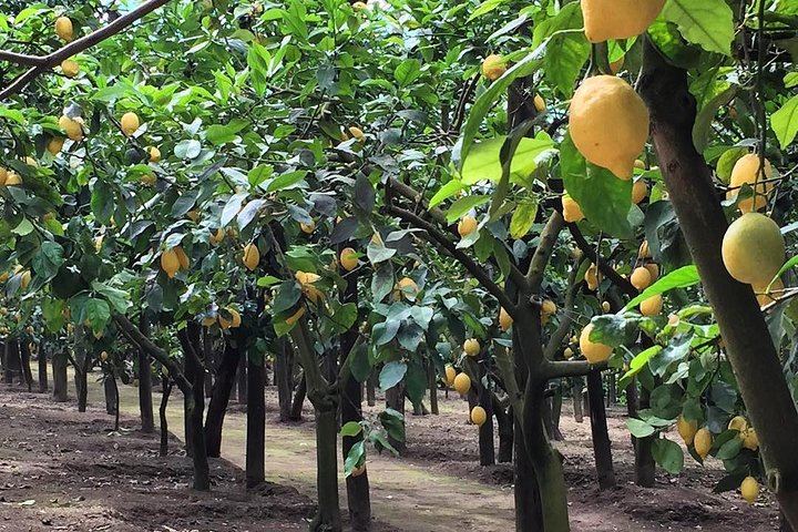 Sorrento E-Bike Food and Wine Tour to a Massa Lubrense Farm with Mozzarella and Limoncello (4/11)