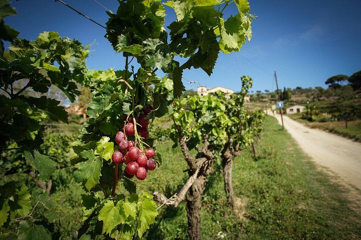 6-Hour Alella Wine Day: E-Bike One Way, Sailing the Other, with Tasting (8/12)