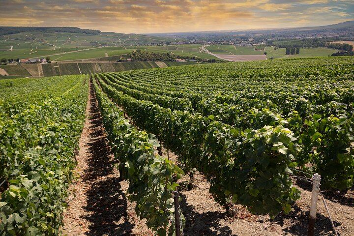 Personalised Champagne Day Trip from Paris with an Owner-Guide, Starbucks Odeon Departure (1/10)