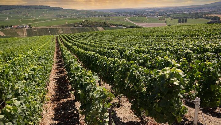 Personalised Champagne Day Trip from Paris with an Owner-Guide, Starbucks Odeon Departure (1/10)