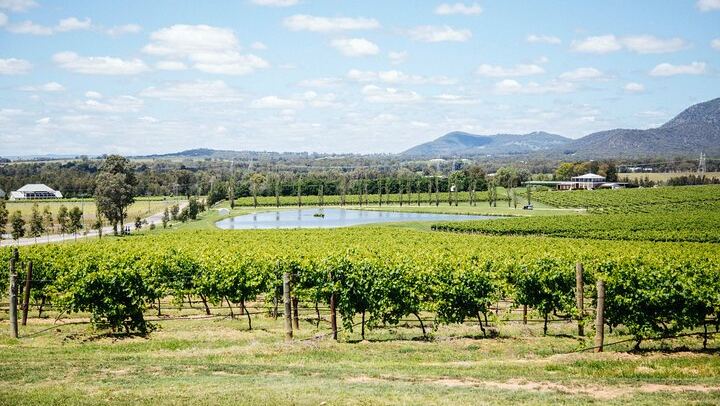 Hunter Valley Wine Tasting Tour from Sydney: Iron Gate, Sobel's, Gin and Olive Centre (2/12)