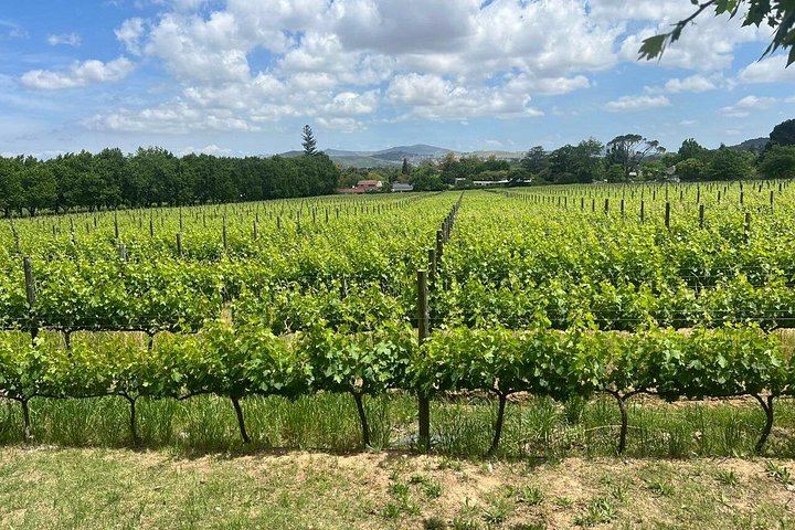 Franschhoek Wine Tram Day Tour from Central Cape Town, Tram Ticket and Hotel Transfers (4/12)