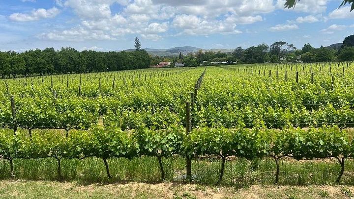 Franschhoek Wine Tram Day Tour from Central Cape Town, Tram Ticket and Hotel Transfers (4/12)