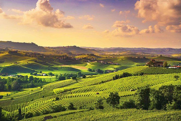 Langhe Wine Day Trip from Turin by Van: Alta Langa Cellar, Village Lunch, Barolo Tasting (3/12)